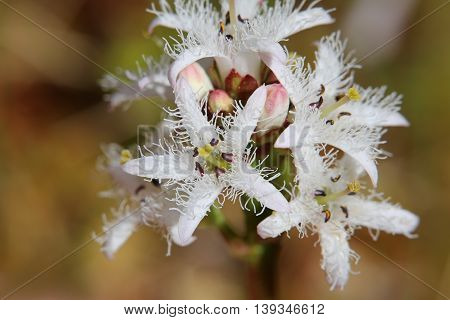 Macro Of Blossom Of Buckbean (menyanthes Trifoliata)