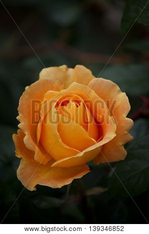 Closeup of a Beautiful Rose - Warm Orange Colorspace