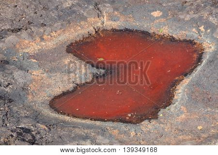 Puddle With A Bright Red Color Caused By Algae
