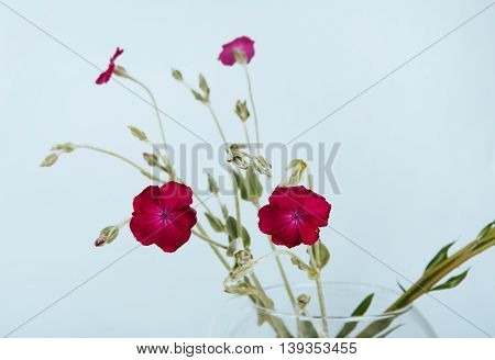 Purple flowers closeup in glass vase. Close view of small violet garden flowers at blue background.