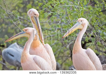 Beautiful and adorable pink pelicans close up