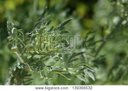 An Artemisia absinthium (absinthe) plant with blossoms.