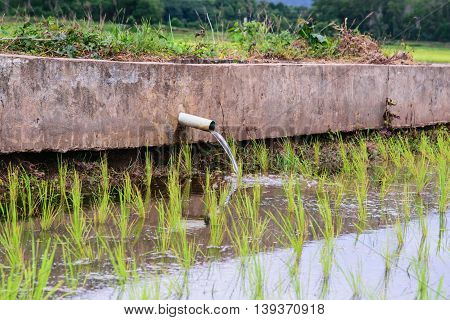 Irrigationcanal, waterway,  Water trough in rice field
