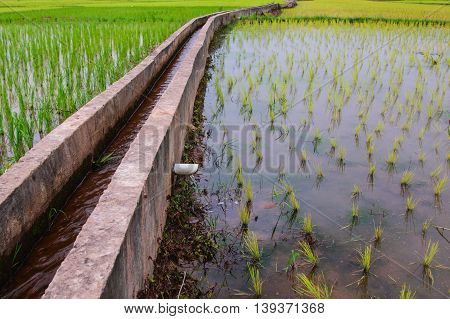 Irrigationcanal, waterway,  Water trough in rice field