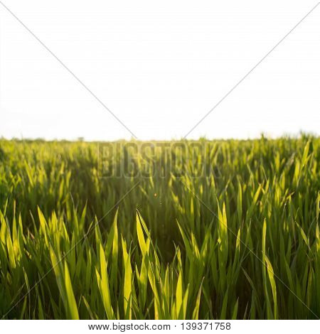 Lush sunny green grass on white - square macro image