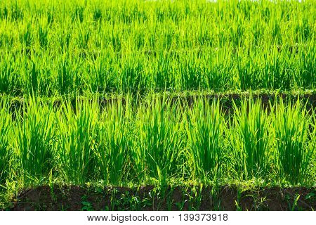 The Green Rice Field Or Paddy Field In Thailand.