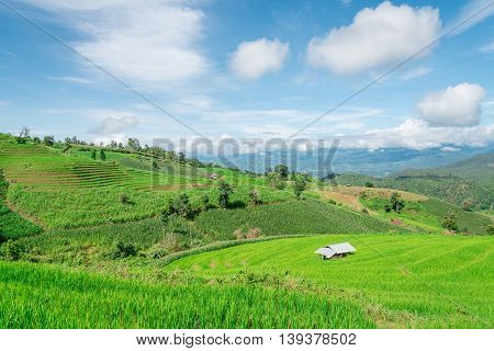 Blue Sky And Green Terraced Rice Field In Pa Bong Piang Chiangmai, Thailand