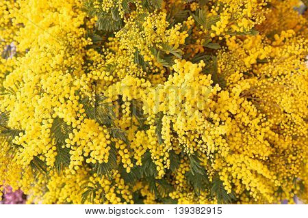 Fresh Yellow Acacia Dealbata Mimosa Flowers Bouquet in Bloom