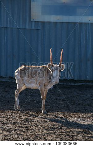 Spring image of male saiga (Saiga tatarica) standing on dry ground