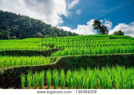 Blue Sky And Green Terraced Rice Field In Pa Bong Piang Chiangmai, Thailand