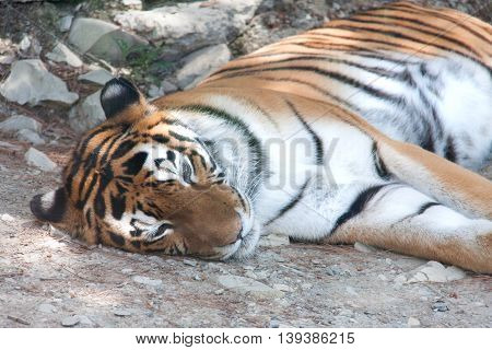 Tiger resting under the shade of a tree.