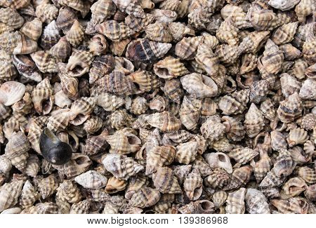 seashells as a background on the counter market.