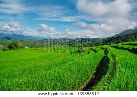 Blue Sky And Green Terraced Rice Field In Pa Bong Piang Chiangmai, Thailand