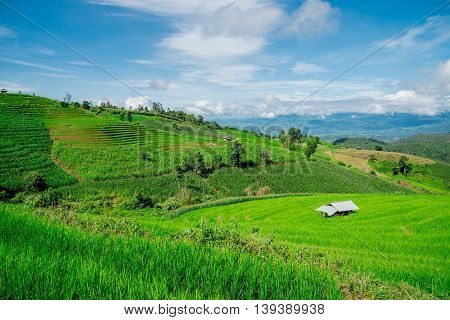 Blue Sky And Green Terraced Rice Field In Pa Bong Piang Chiangmai, Thailand