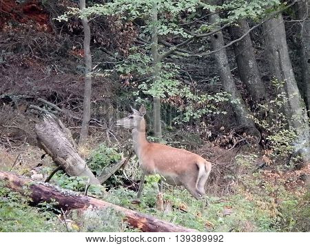 buckskin , deerskin  ,deer , wild buckskin
