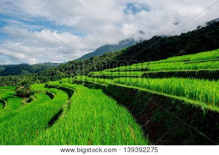 Blue Sky And Green Terraced Rice Field In Pa Bong Piang Chiangmai, Thailand