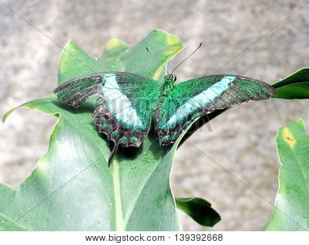 Papilio palinurus butterfly in garden of Niagara Falls Ontario 16 July 2016 Canada