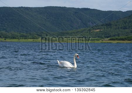 Swans On Big Sea Milada Near Usti Nad Labem City