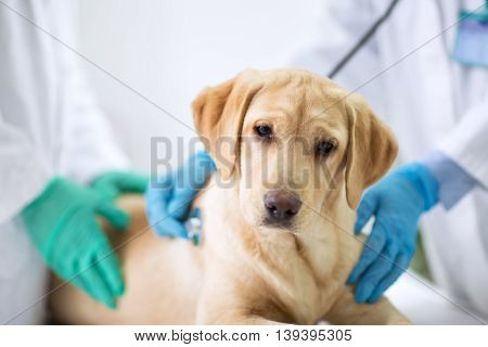 Cute puppy visit vet ambulance, close up