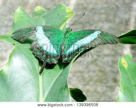 The Papilio palinurus butterfly in garden of Niagara Falls Ontario 16 July 2016 Canada