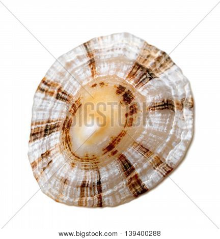 Shell Of True Limpet