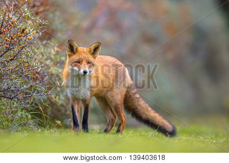 Fox Walking In Dune Vegetation
