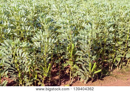 Closeup of almost mature fava beans growing on plants in a Dutch field on a sunny summer day.