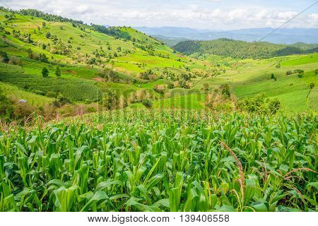 Corn Fields On Mountain Under Blue Sky
