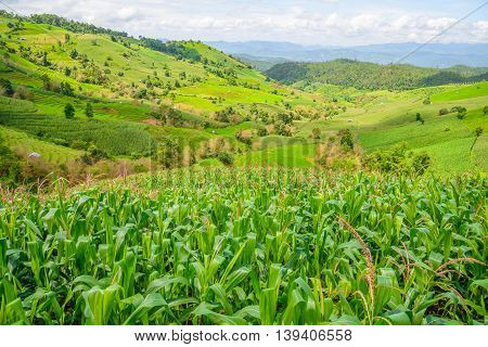 Corn Fields On Mountain Under Blue Sky