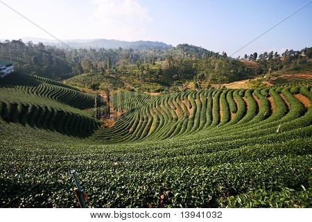 Plantation de thé