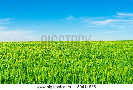 green wheat field against a blue sky