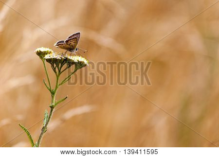 an aphantopus hyperantus brown forest bird butterfly