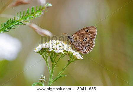 an aphantopus hyperantus brown forest bird butterfly
