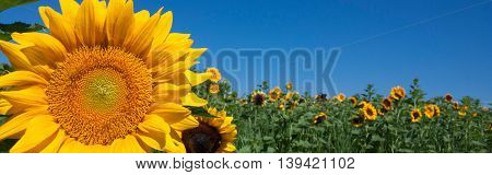 Sunflower field against blue sky-Proportionate to Large Mobile Banner