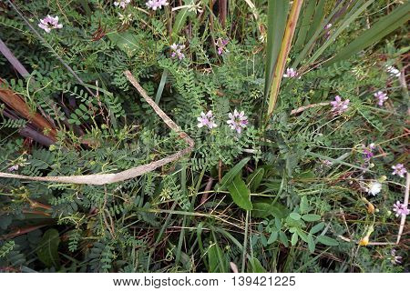 Crown vetch (Securigera varia) blooms among cattails in a swamp in Plainfield, Illinois during the Summer.