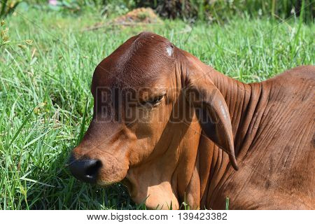 close up calf resting on the meadow in vietnamese countryside