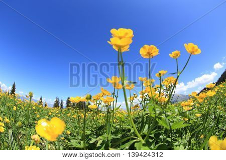 beautiful globeflowers and green grass under blue sky