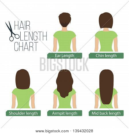 Hair length chart back view 5 different hair lengths. Vector.