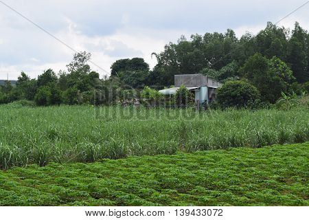 rural view in Vietnam with house and field