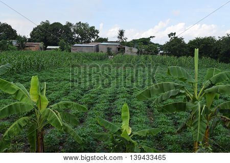 rural view in Vietnam with house and field