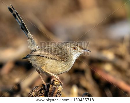Graceful Prinia in a farm in Bahrain