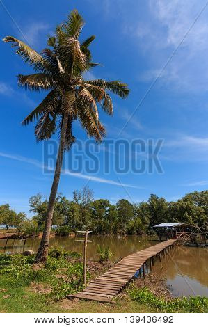 Coconut Tree with traditional wooden jetty at Tuaran, Borneo Image has grain or blurry or noise and soft focus when view at full resolution. (Shallow DOF, slight motion blur)