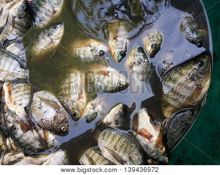 close up raw Oreochromis niloticus fish for cooking