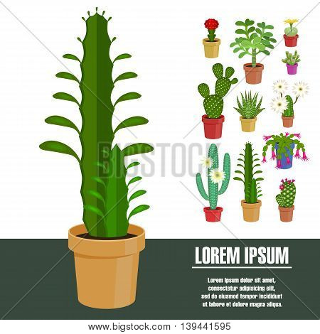 Blooming cactus. Vector illustration. Template page with the image of different kinds of cactus flower. Isolated on white background. Flat design.