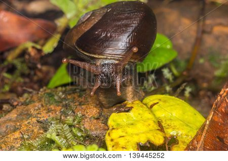 Snail , Cute Snail , Snail of Borneo , Brown Snail