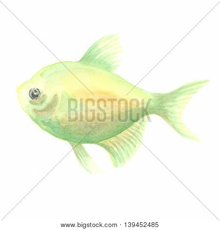 green aquarian small fish a ternetion on a white background. Watercolor painting