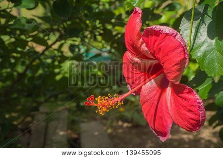 red Chaba (Chinese rose) Focus on flower