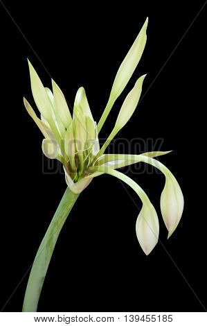 white Crinum moorei flower on black background