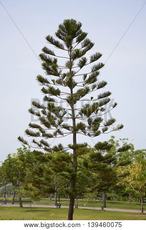 Nolfolk island pine tree in the garden
