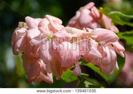 pink Dona Queen Sirikit flower in nature garden